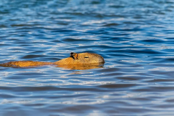 Der Einsame Wasserschwein Schwimmt Paranosee Brasilia Brasilien Der Wasserschwein Ist — Stockfoto