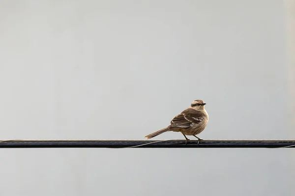Pájaro Urbano Ruiseñor Con Cejas Tiza También Conocido Como Sabia —  Fotos de Stock