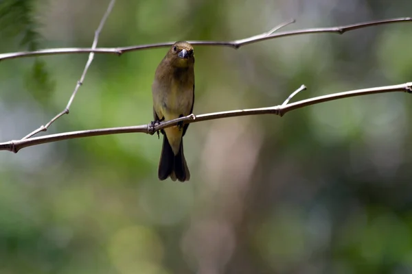 Rusty Collared Seedeater Also Know Marsh Collar Coleiro Brejo Beautiful — Stock Photo, Image