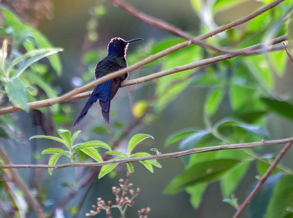 燕尾蜂鸟栖息在森林里的树枝上 它的尾巴像剪刀 种Eupetomena Macroura也认识Beija Flor Tesosura 动物世界 — 图库照片
