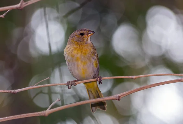 Canario Néven Ismert Saffron Finch Nőstény Egy Sárga Madár Amely — Stock Fotó