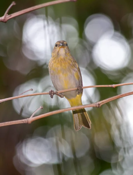 藏红花雀 Saffron Finch Canario 是巴西中南部地区特有的一种黄鸟 物种Sicalis Flaveola 赏鸟人 — 图库照片