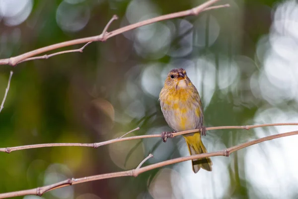 Samica Saffron Finch Znana Również Jako Canario Jest Żółtym Ptakiem — Zdjęcie stockowe