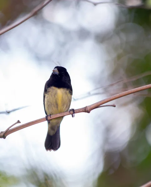 黄腹探索者的雄性也被称为 拜阿诺 栖息在森林的树枝上 物种Sporophila Nigricollis 爱鸟的人鸟在乱跑自然 — 图库照片