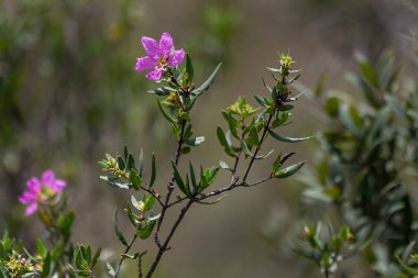 Savananın vahşi pembe çiçeği. Brezilya 'nın Cerrado çiçeği. İnanılmaz bir doğa. Doğal renkler.