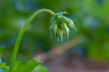Çiçek açmadan önce pembe sardunya tomurcuklarının makrofotoğrafçılığı. Cranebills olarak da bilinir. Büyüleyici bir doğa..