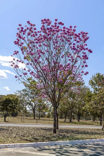 Pink Trumpet Tree Pink Tab Pink Ipe Street Braslia Brazil — Stock Photo, Image