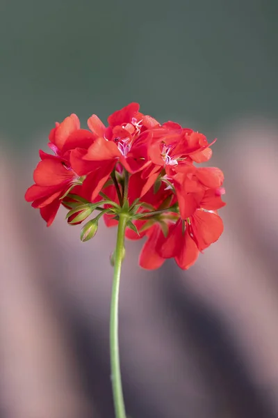 Knoppar Tranbär Eller Röd Pelargonblomma Röd Blomma Fantastisk Natur — Stockfoto