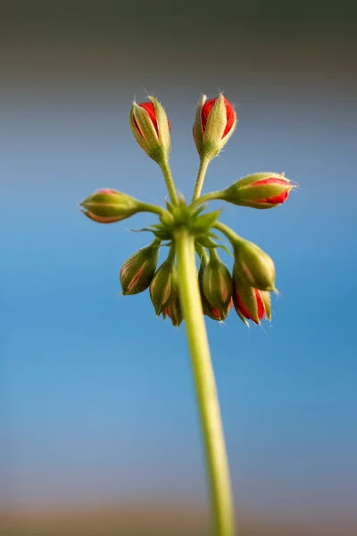 Macrophotography Red Geranium Buds Blooming Also Know Cranebills Stunning Nature — Stock Photo, Image