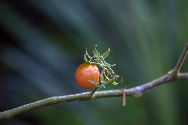 Körsbärstomat Som Växer Växten Gastronomi Biologi Botanisk Agronomi Ekologisk Mat — Stockfoto