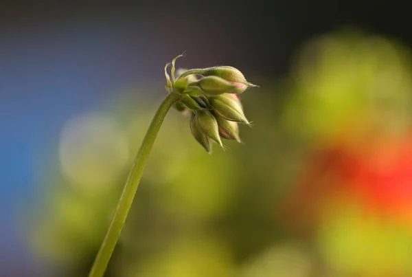 Macrofotografía Brotes Geranio Rojo Antes Florecer También Conocido Como Cranebills — Foto de Stock