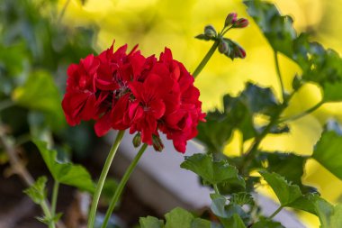 Sardunya çiçeğinin harika rengi. Çarpıcı bir doğa. Cranebills 'i de biliyorum..