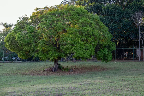 Ένα Δέντρο Μάνγκο Στον Απογευματινό Ήλιο — Φωτογραφία Αρχείου