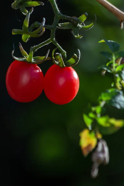 Tomates Cerises Poussant Sur Plante Gastronomie Biologie Botanique Agronomie Nourriture — Photo