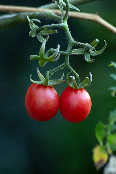 植物で成長しているチェリートマト 天文学 生物学 植物学だ 有機食品 ビーガンフード — ストック写真