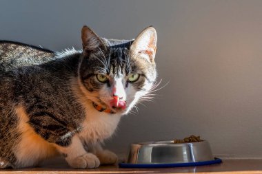 Gri ve beyaz benekli erkek kedi sabah yemeğinin tadını çıkarıyor. Ağzını diliyle temizliyor. Güneş banyosu. Hayvanlar Dünyası. Hayvan hayatı. Hayvan sever. Kedi sever. Amerikan teli..