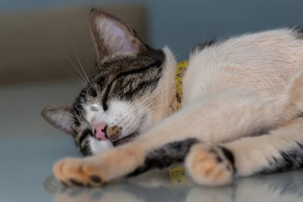 Ein Grau Weiß Gefleckter Kater Schläft Auf Dem Tisch Spiegelbild — Stockfoto