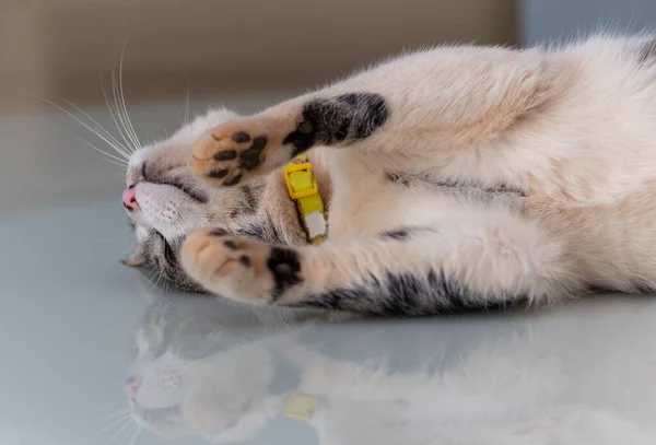 Gray White Spotted Male Cat Sleeping Table Reflected Image Table — Stock Photo, Image