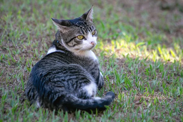 日落时分 一只黄眼睛的胖胖的小雄性猫躺在草地上 动物世界蓝领子宠物情人 爱猫的人美式长发 — 图库照片