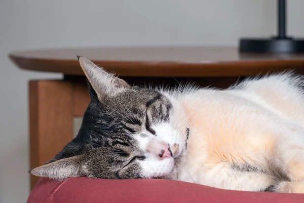 グレーと白の斑点のあるオスの猫が赤いアームチェアで寝ていました 動物が守る 動物界 ペット愛好家猫の恋人 アメリカンワイヤーヘア — ストック写真
