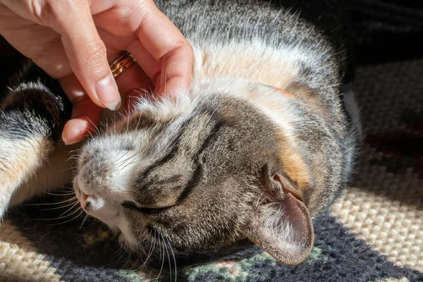 Gato Ser Acariciado Enquanto Tomava Sol Mundo Animal Amante Animais — Fotografia de Stock