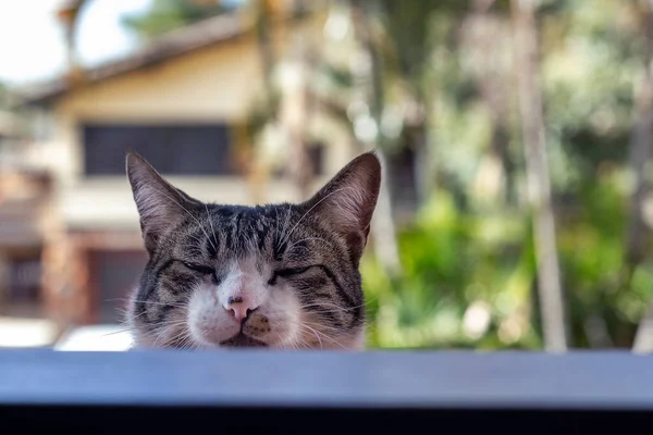 Кішка Ховається Вікном Спостерігає Рухом Всередині Будинку Тваринний Світ Тваринне — стокове фото