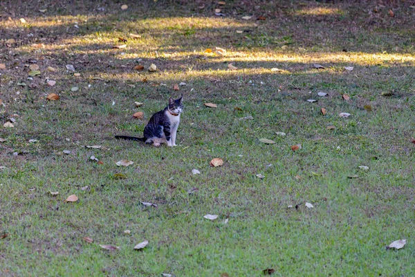 Horní Pohled Šedobílou Skvrnitou Kočku Sedící Trávníku Dvorku Svět Zvířat — Stock fotografie