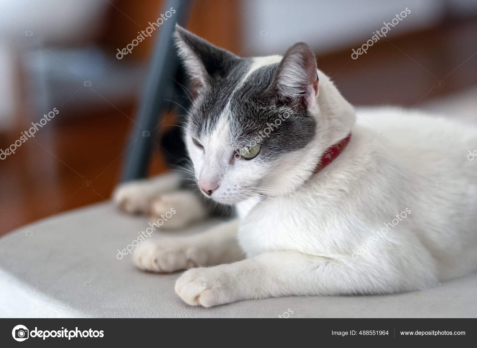 Fotos de O mundo de gatos, Imagens de O mundo de gatos sem royalties