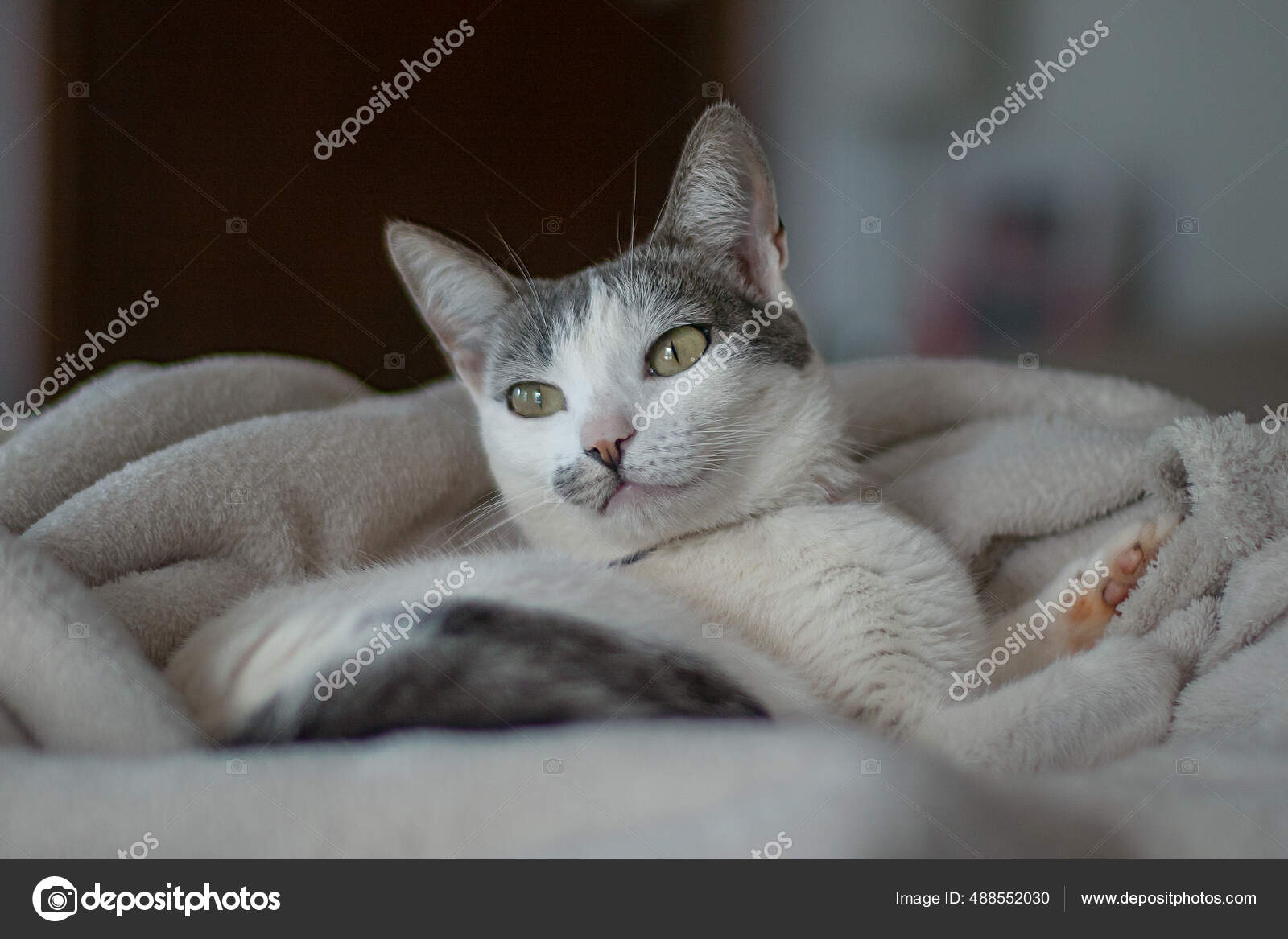 Gray And White Female Cat Beautiful White Female Cat Gray Ears