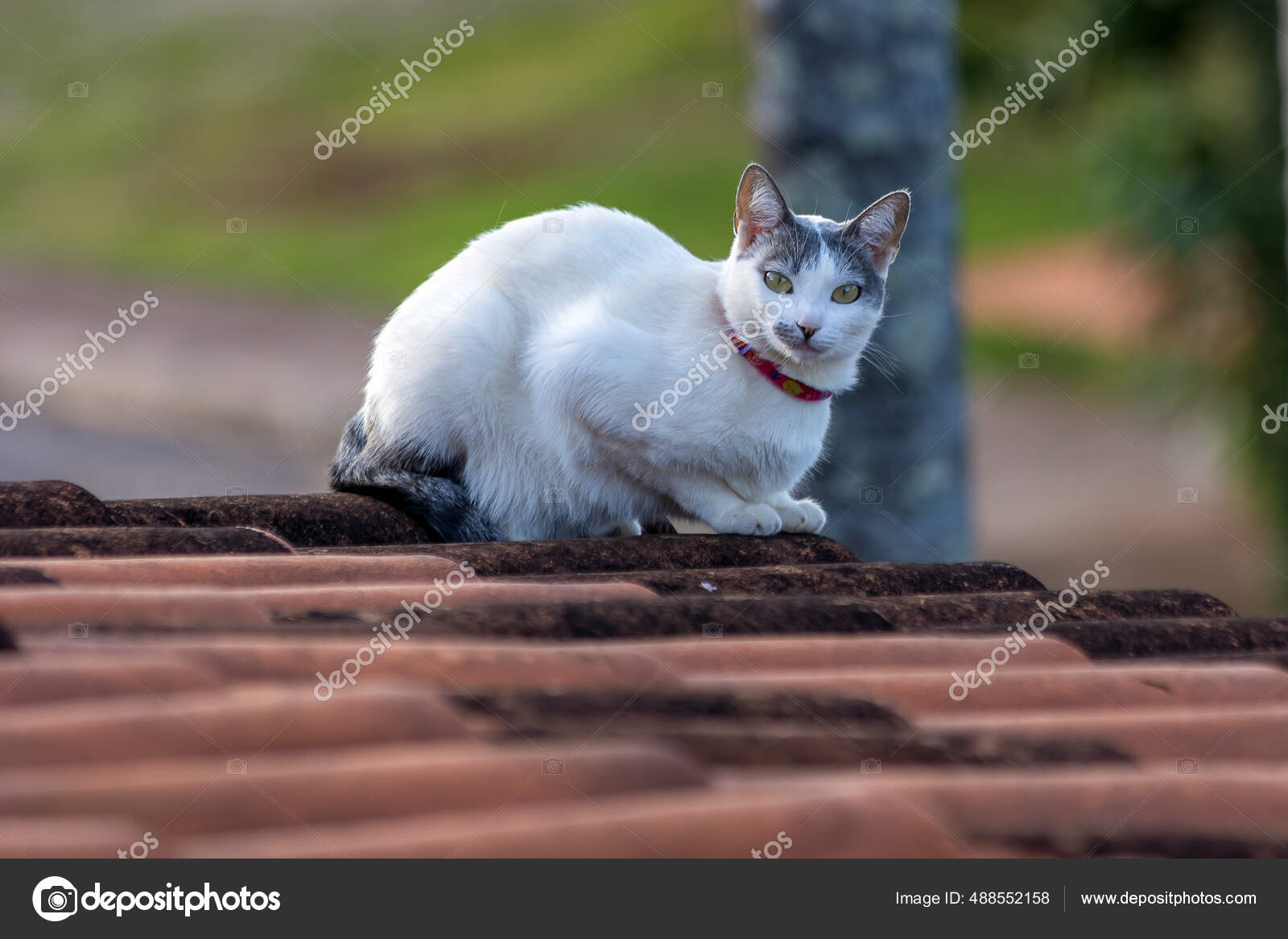 Fotos de O mundo de gatos, Imagens de O mundo de gatos sem royalties