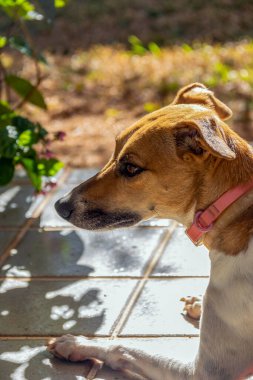Yerde yatan beyaz ve kahverengi benekli bir dişi köpeğin portresi. Kahverengi gözlü. Güneş banyosu. Hayvanlar Dünyası. Hayvan sever. Hayvanlar savunur. Köpek sever..
