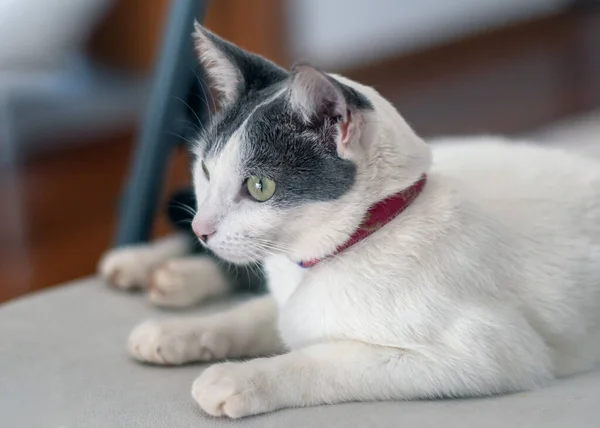 Uma Bela Gata Branca Com Orelhas Cinzentas Deitada Cadeira Mundo — Fotografia de Stock