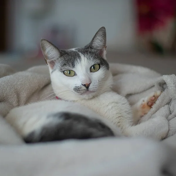 Bellissimo Gatto Femmina Bianca Con Orecchie Grigie Sdraiato Una Coperta — Foto Stock