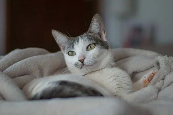 一只美丽的白猫 灰白的耳朵躺在床上的毛毯上 动物世界宠物情人 动物卫士猫情人 — 图库照片