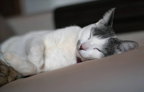 椅子には灰色の耳をした美しい白い猫が横たわっていた 動物界 ペット好き 動物が守る 猫好き — ストック写真