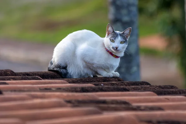 Kočka Střeše Bílá Kočka Šedým Uchem Sedící Střeše Živočišného Světa — Stock fotografie