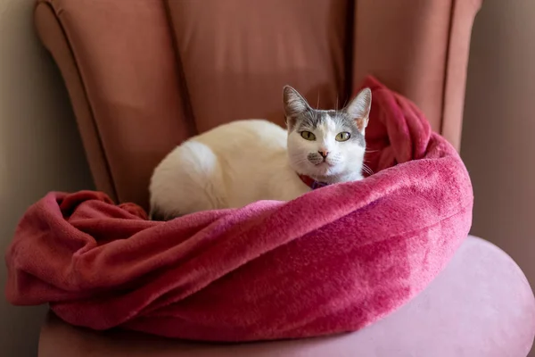 Gato Fêmea Branco Com Orelhas Cinzas Deitado Poltrona Dentro Cobertor — Fotografia de Stock