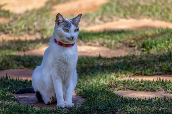一只灰耳朵的白猫坐在后院的草坪上 日光浴动物世界动物生活 宠物情人 — 图库照片