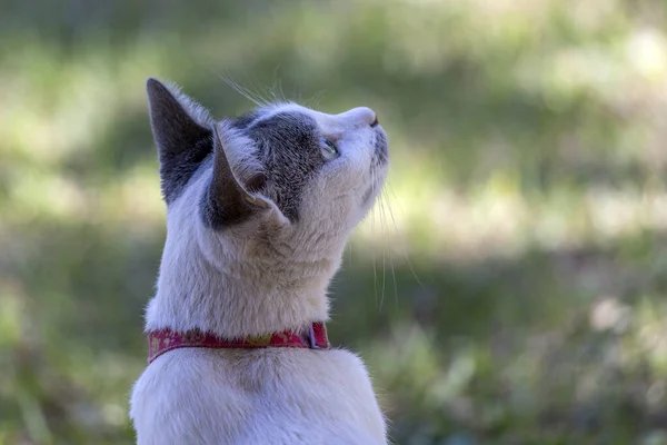 Uma Gata Branca Com Orelhas Cinzentas Brincar Relvado Quintal Animal — Fotografia de Stock