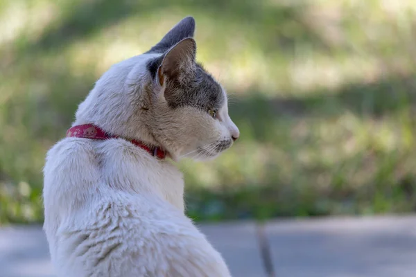 Біла Кішка Сірими Вухами Сидить Галявині Задньому Дворі Сонячні Ванни — стокове фото