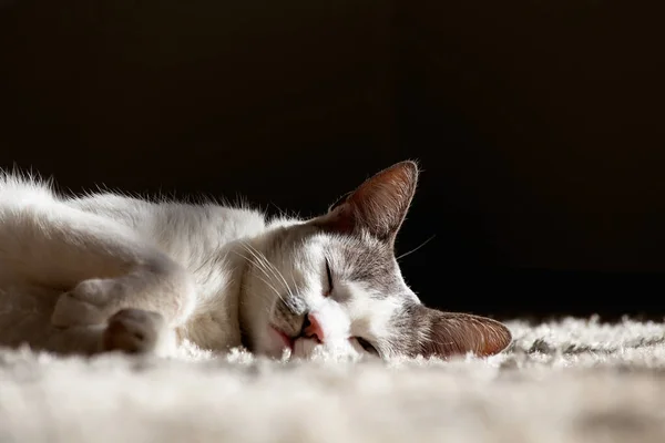 Beyaz Bir Halıda Uyuyan Beyaz Bir Dişi Kedi Kulak Alarmı — Stok fotoğraf