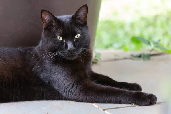 Gato Negro Tirado Balcón Mundo Animal Amante Mascotas Amante Del —  Fotos de Stock
