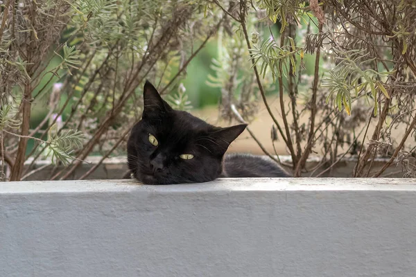 Gato Preto Deitado Jardim Lavanda Mundo Animal Amante Animais Amante — Fotografia de Stock