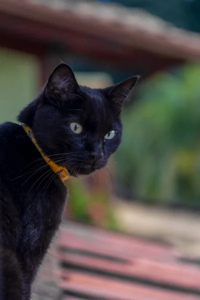Gato Negro Con Cuello Amarillo Sentado Techo Atardecer Hora Dorada —  Fotos de Stock
