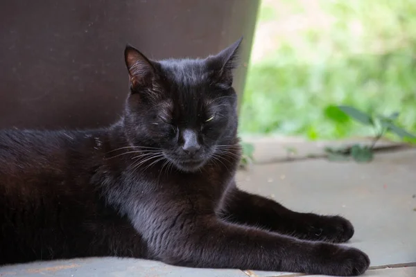 Gatto Nero Che Dorme Sul Balcone Mondo Animale Amante Degli — Foto Stock