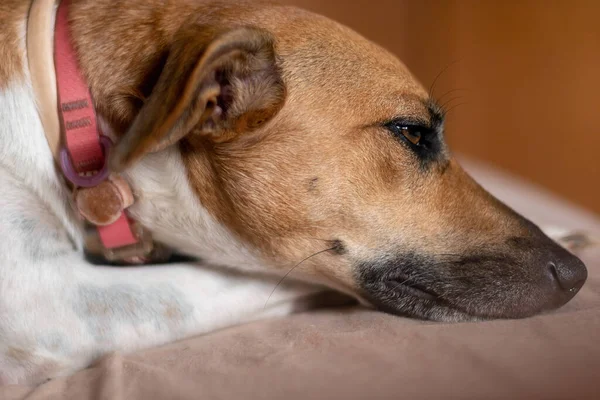 多くの睡眠と白と茶色の斑点のある女性の犬の肖像画 茶色の目とピンクの襟 動物界 ペット好き 動物が守る 犬好き — ストック写真