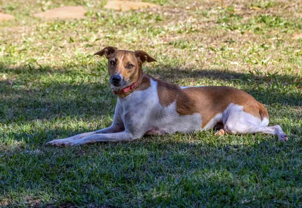 白と茶色の斑点のある女性の犬の肖像画は 芝生の上に横たわっている 茶色の目 日光浴 動物界 ペット好き 動物は守る 犬好き — ストック写真