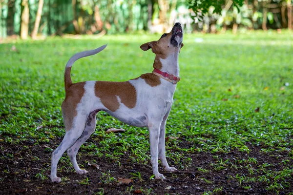 白と茶色の斑点のある女性の犬の肖像画を検索します 裏庭で晴れた日 動物界 ペット好き 動物は守る 犬好き — ストック写真
