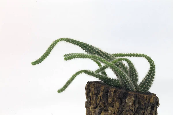 Succulent Cultivé Liège Succulente Isolée Art Planter Cactus Tif — Photo