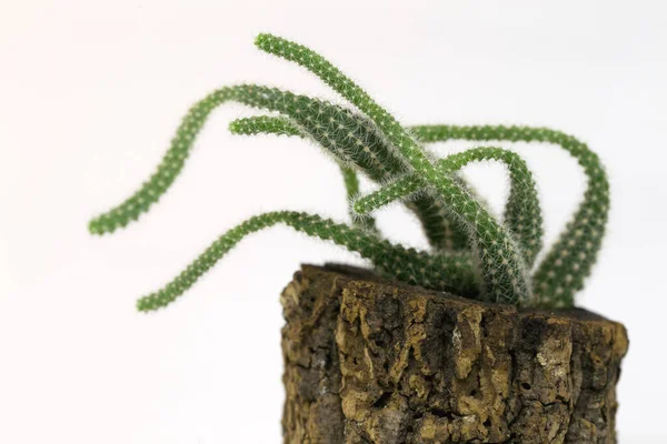 Succulent Cultivé Liège Succulente Isolée Art Planter Cactus Tif — Photo